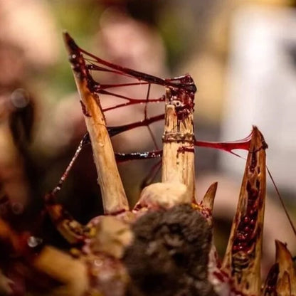 Dirty Down Gore Effect 15ML