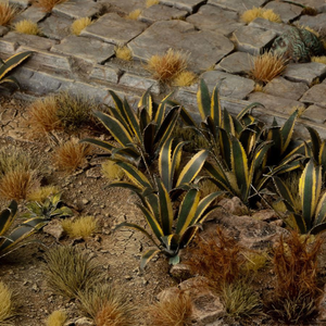 Desert landscape with cacti and succulents on a rocky surface
