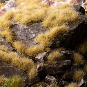 Close-up of yellow grass growing on a rock surface