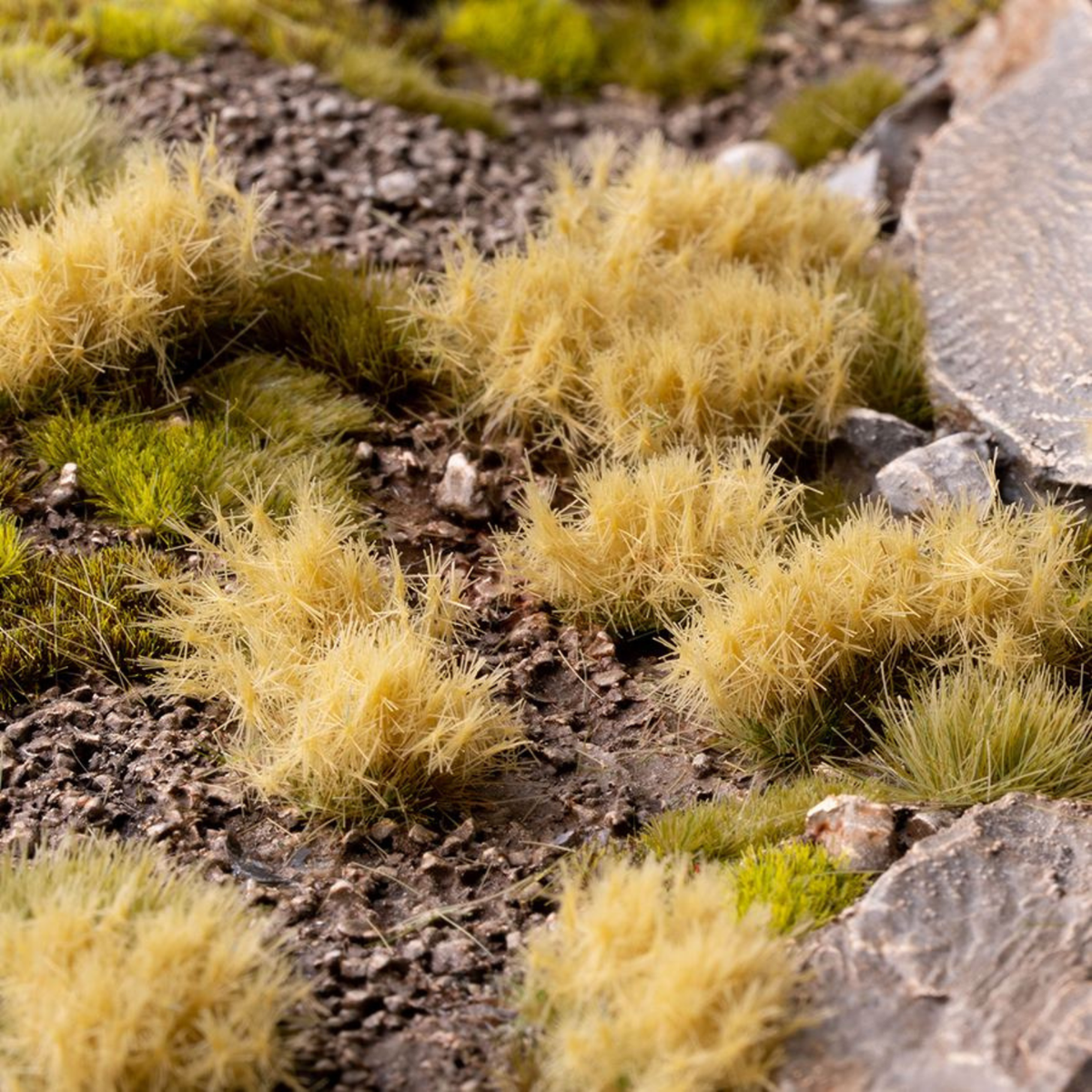 Close-up of yellowish-green grasses and rocks on a natural ground surface