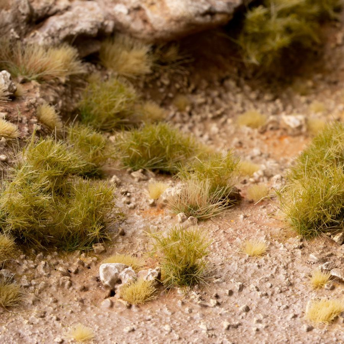 Close-up of small green plants growing on a rocky and sandy surface