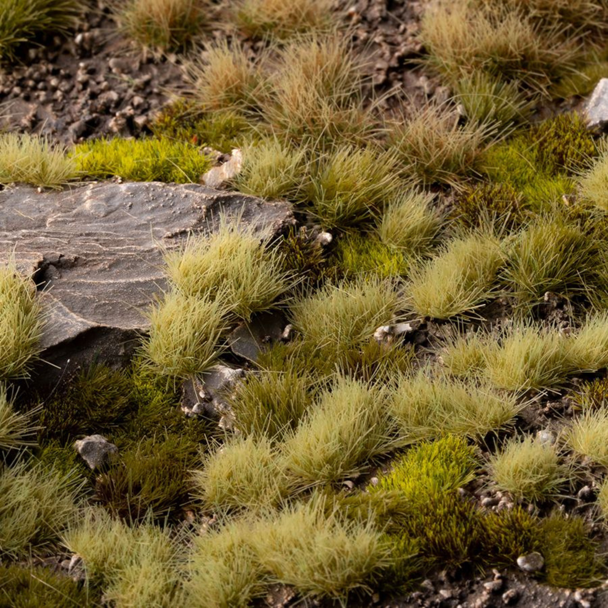 Close-up of grass and rocks in a natural setting