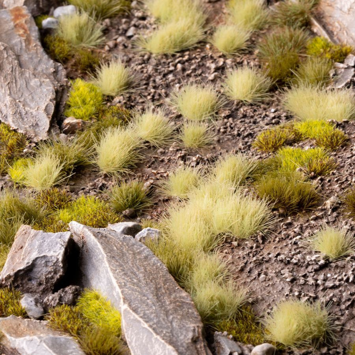 Close-up of small green plants growing among rocks and pebbles