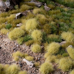 Close-up of green grass and small rocks on a rocky surface