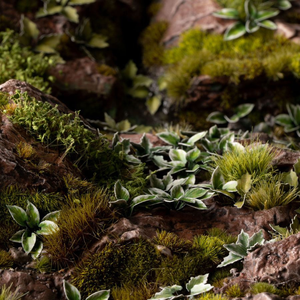 Close-up of moss and small plants on a rocky surface