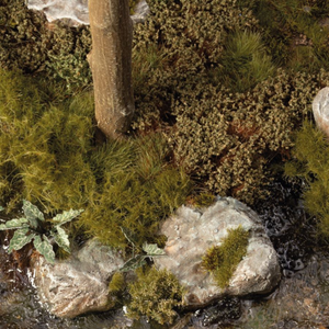 Close-up of a natural setting with moss, rocks, and plants.