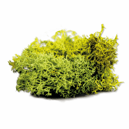 Army Painter Summer Undergrowth Lychen